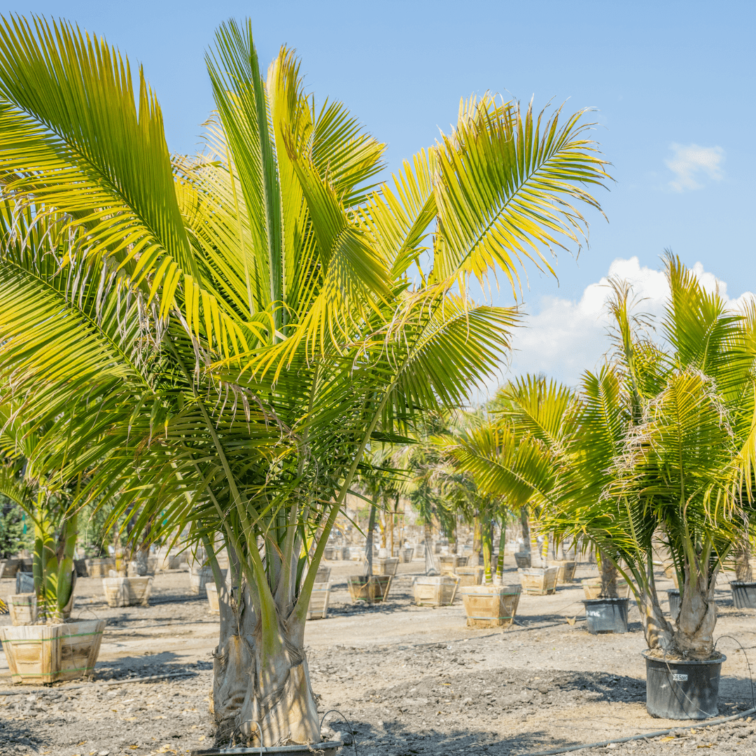 Majesty Palms