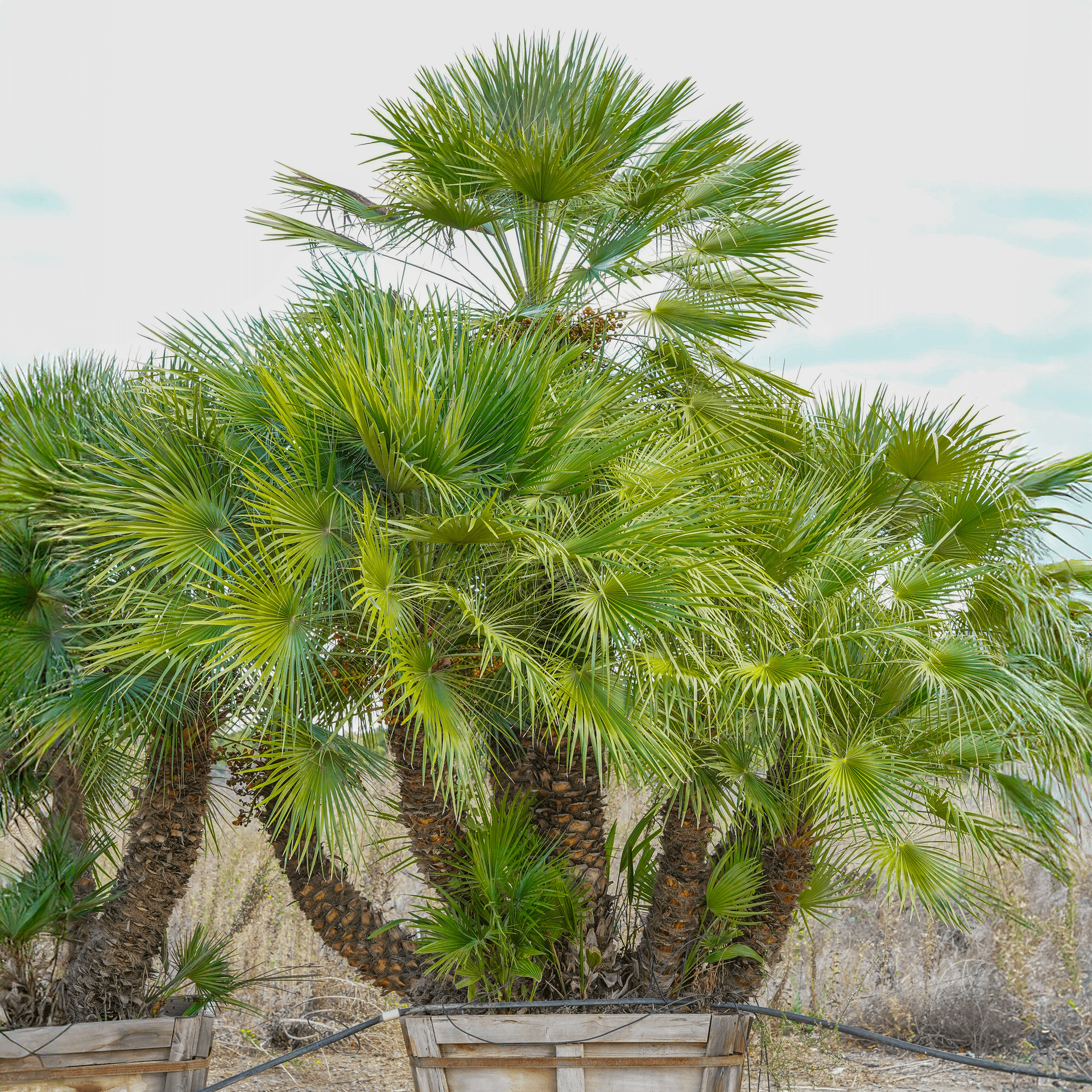 Huge Mediterranean Fan Palm multi