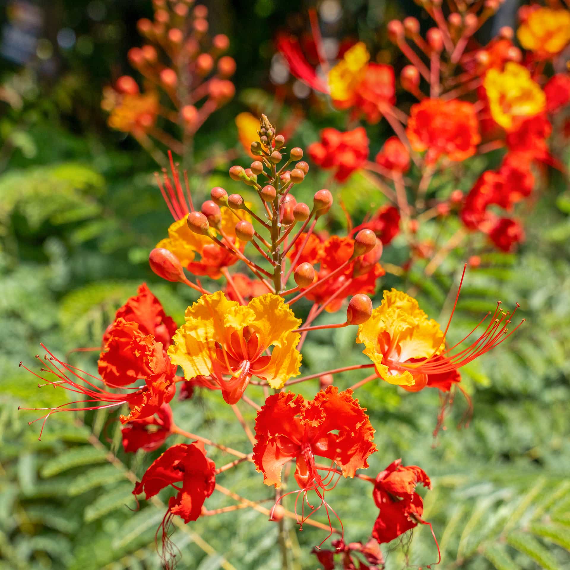 Mexican Birds of Paradise