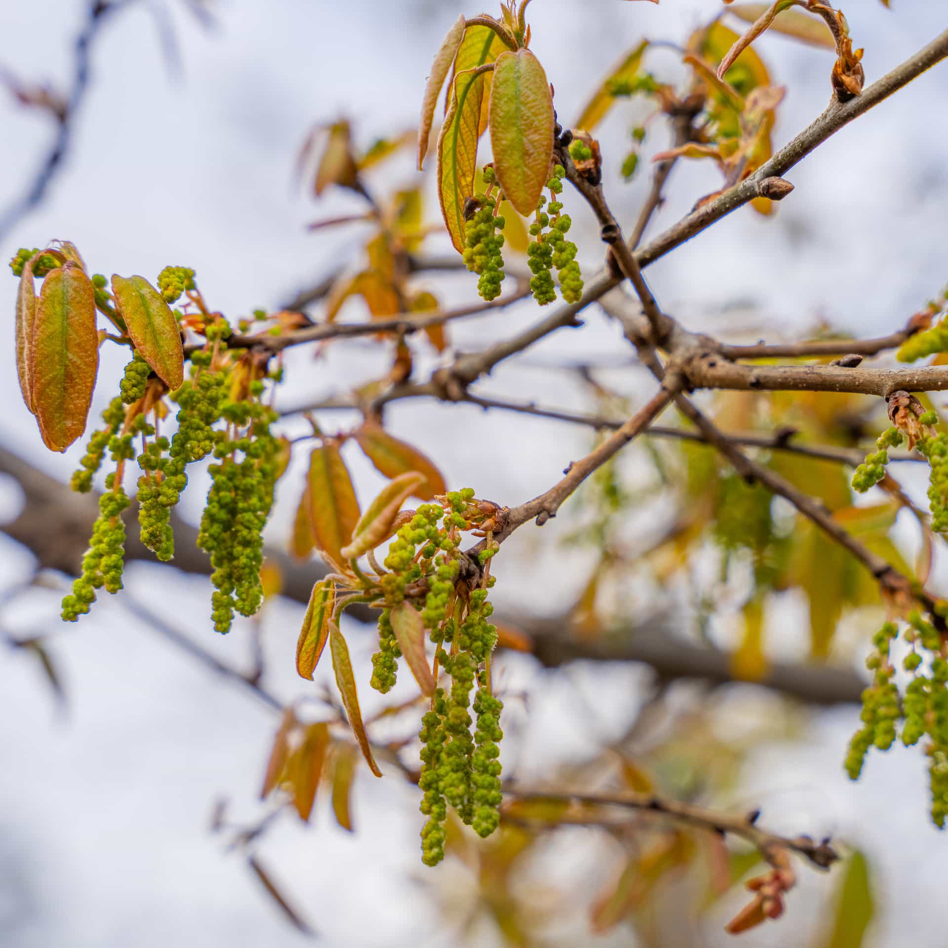 Mexican Oak leaves