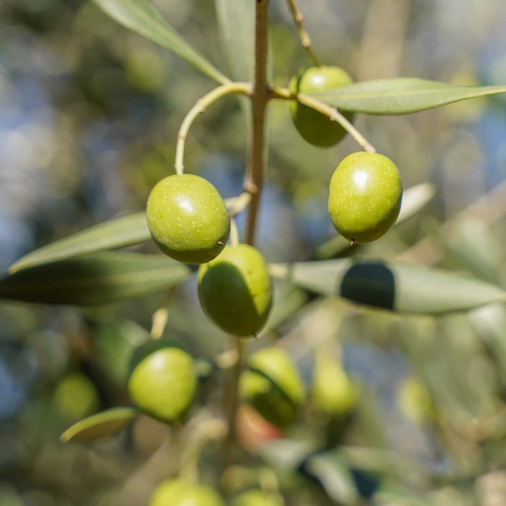 Mission Olive