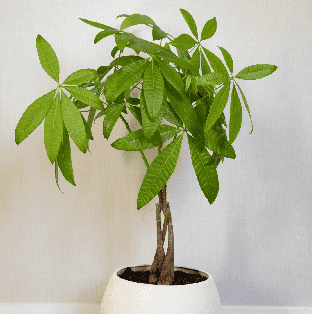 Green Money Tree Potted Indoors