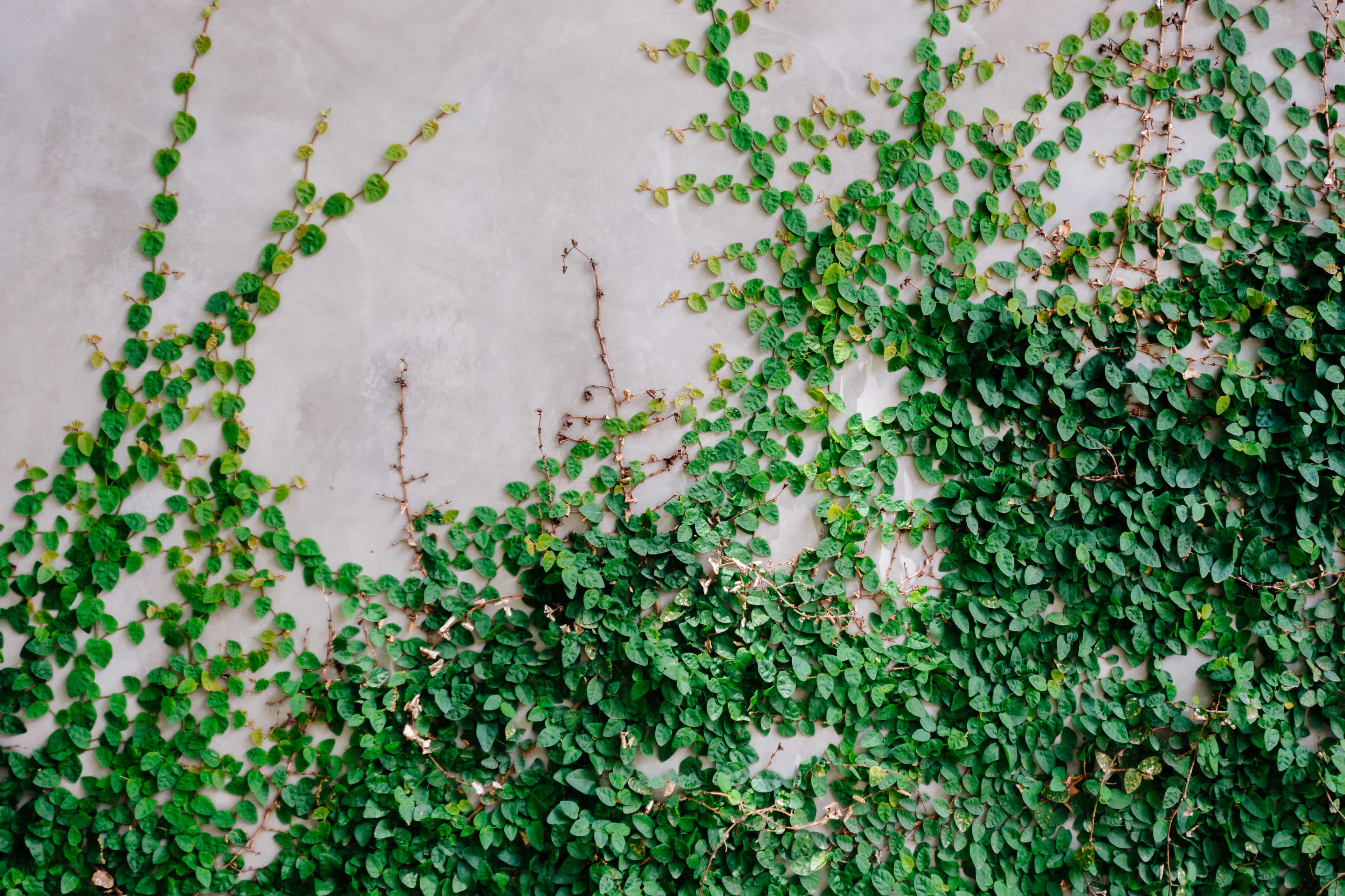 Moon Valley Nurseries Creeping Fig