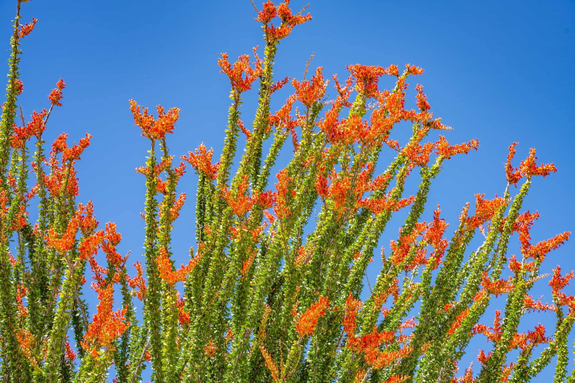 Moon Valley Nurseries Flowering Ocotillo