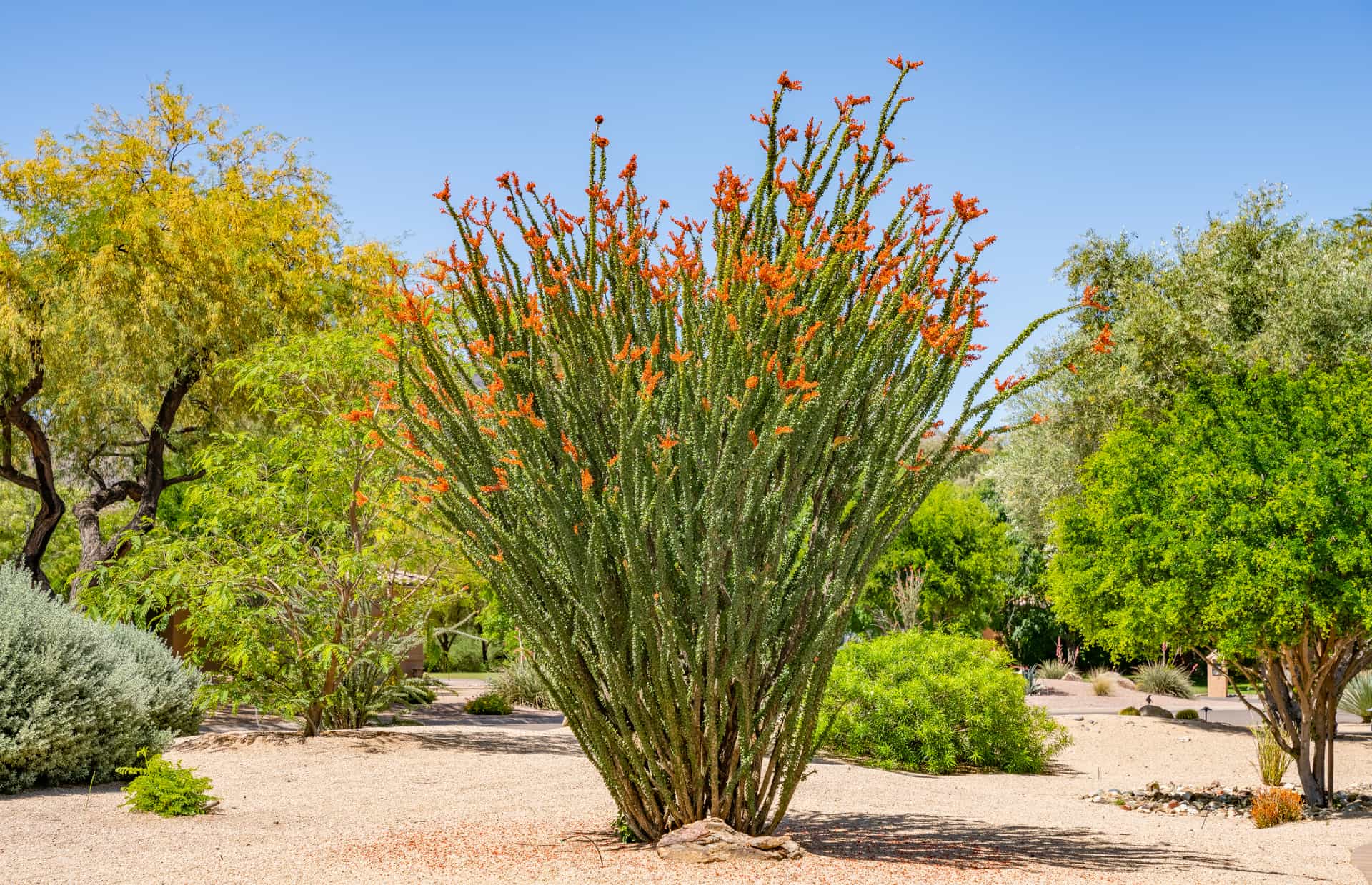 Moon Valley Nurseries Ocotillo
