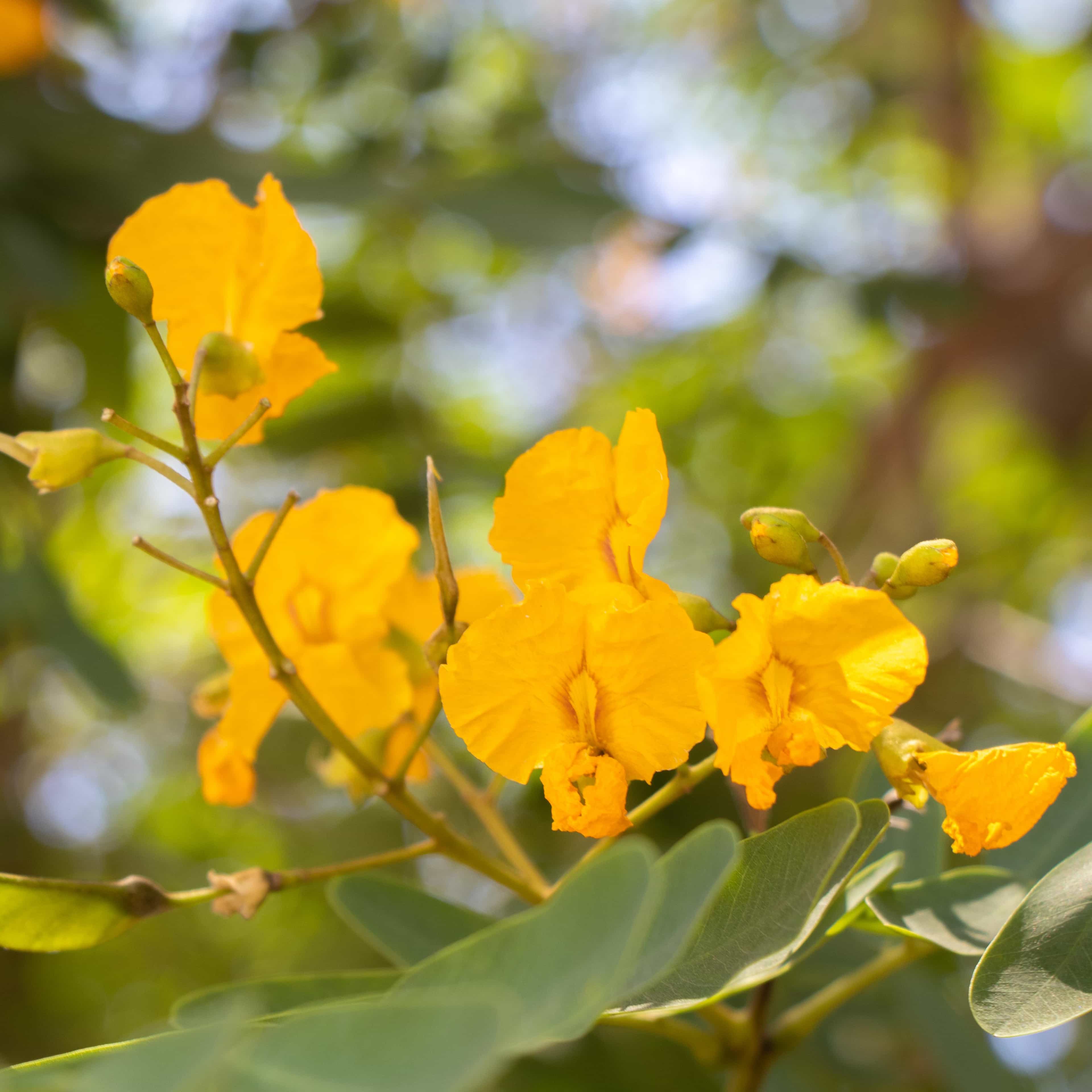 Moon Valley Nurseries Tipu Flowers Up Close