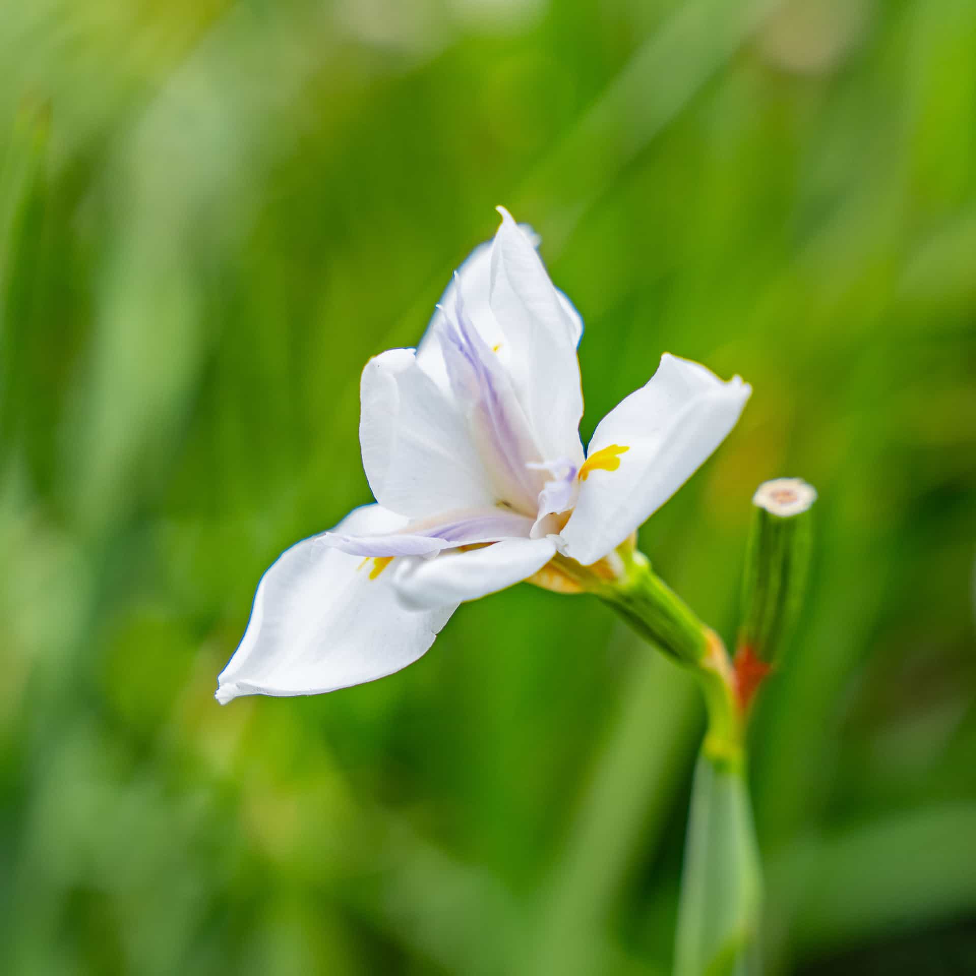 Morea Iris