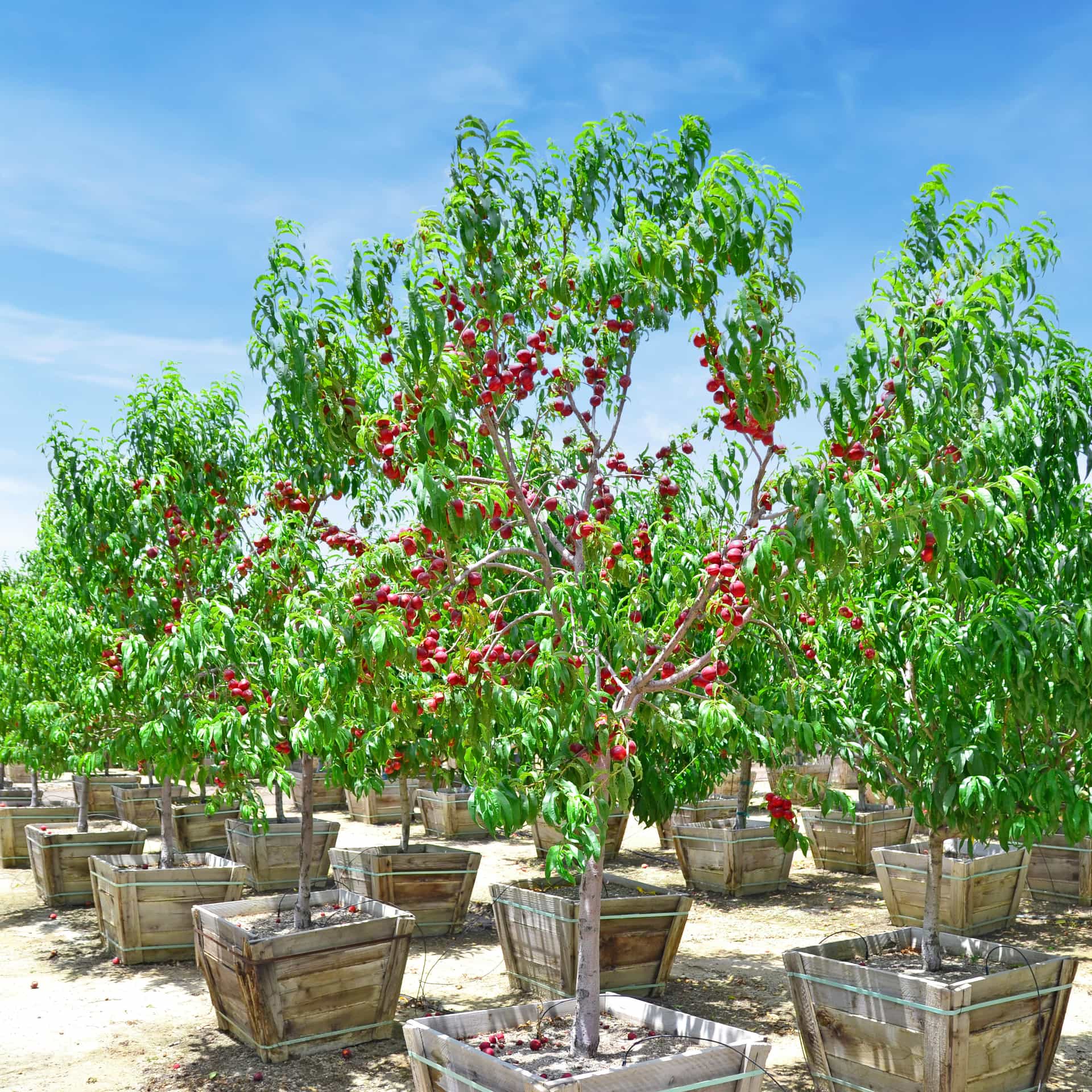 Nectarine