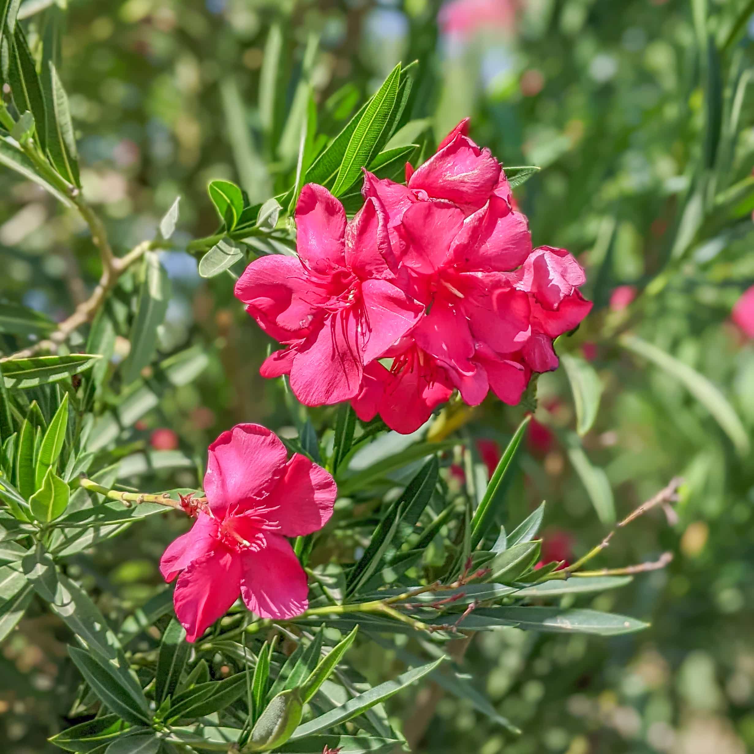 Oleander Red