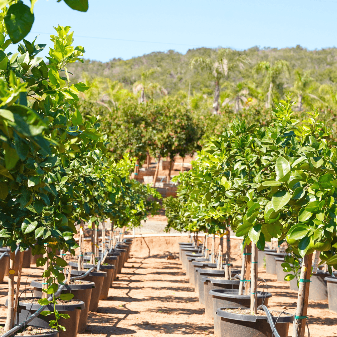 Oro Blanco Grapefruit Trees