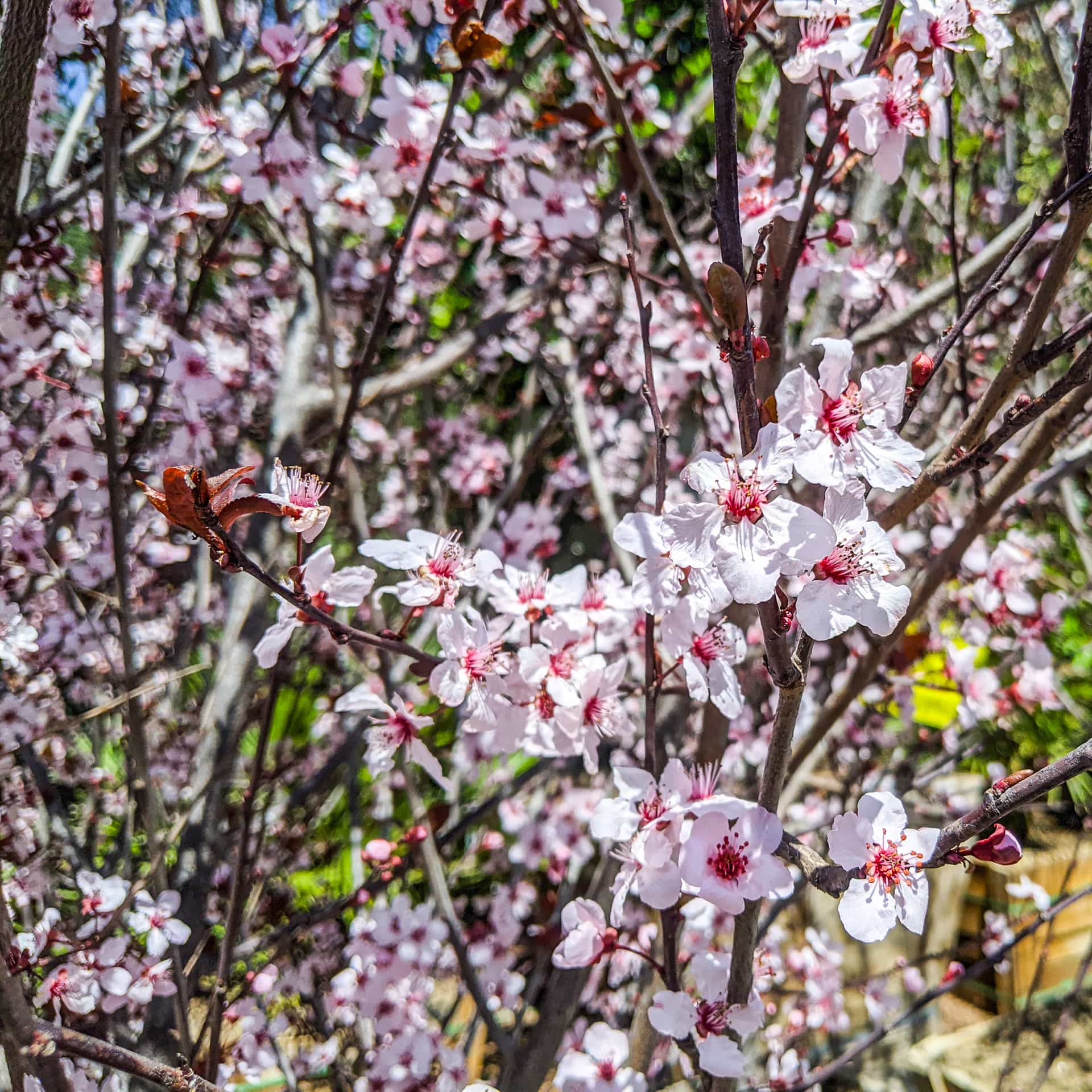 Purple Leaf Plum