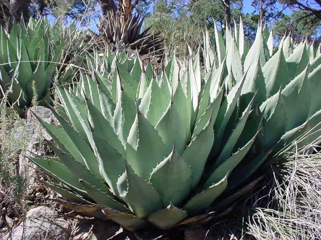 Parry's Agave Planted