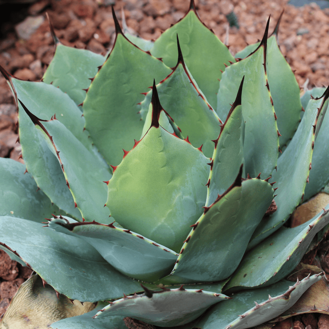 Parry's Agave Planted