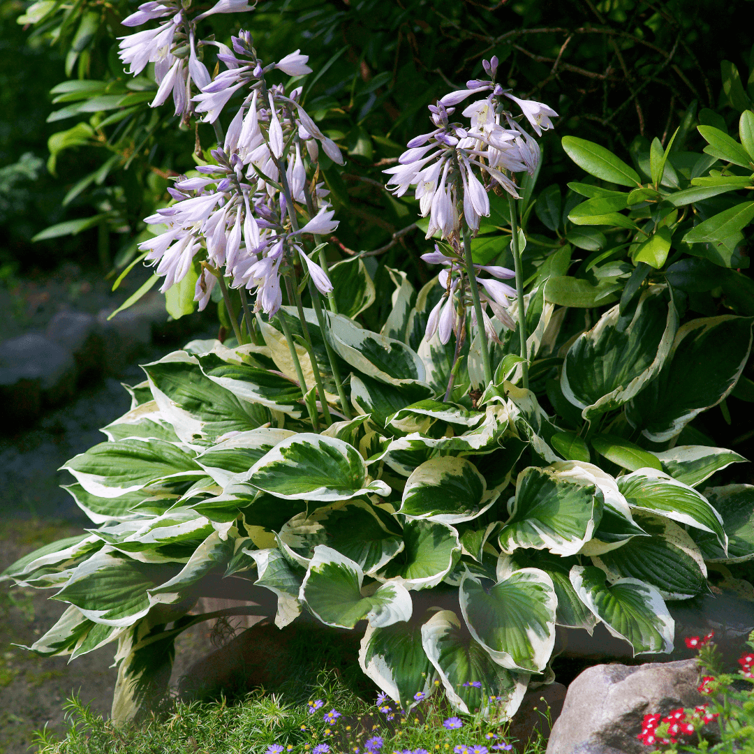 Lush Vibrant Patriot Hosta Plant Blooming with Soft Purple Flowers