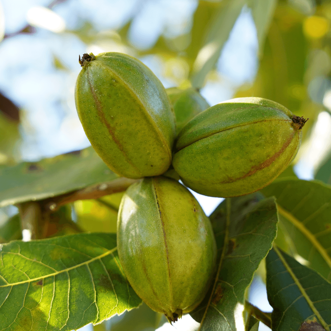 Pecan Tree Pecans Growing on Mature Pecan Tree