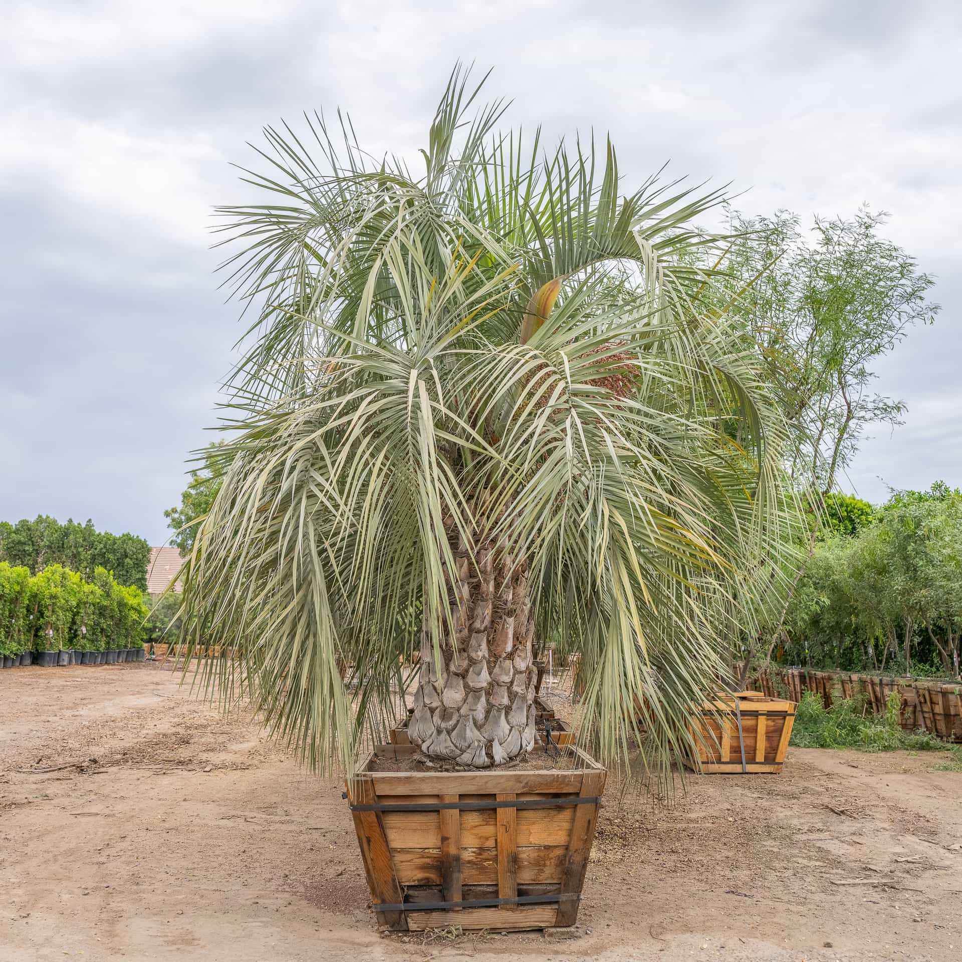 Pindo Palm
