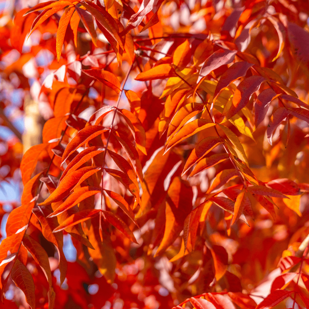 Red Push Pistache With Fall Color