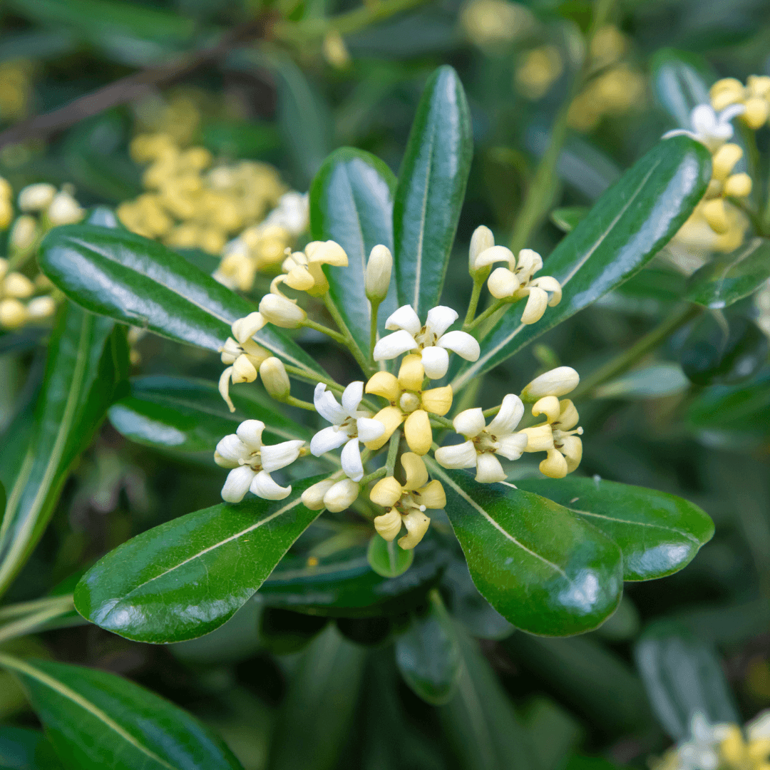 Close up Photo of A Lush Mature Pittosporum Plant Flower