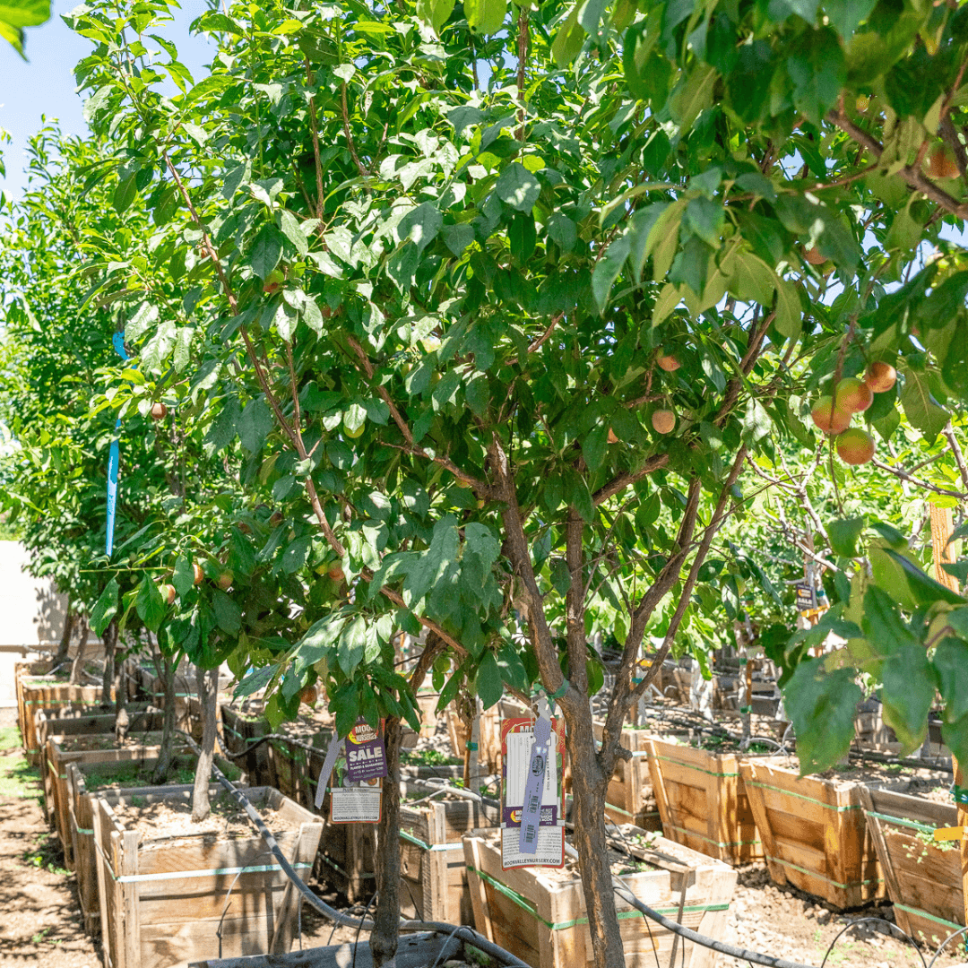 Plum Trees