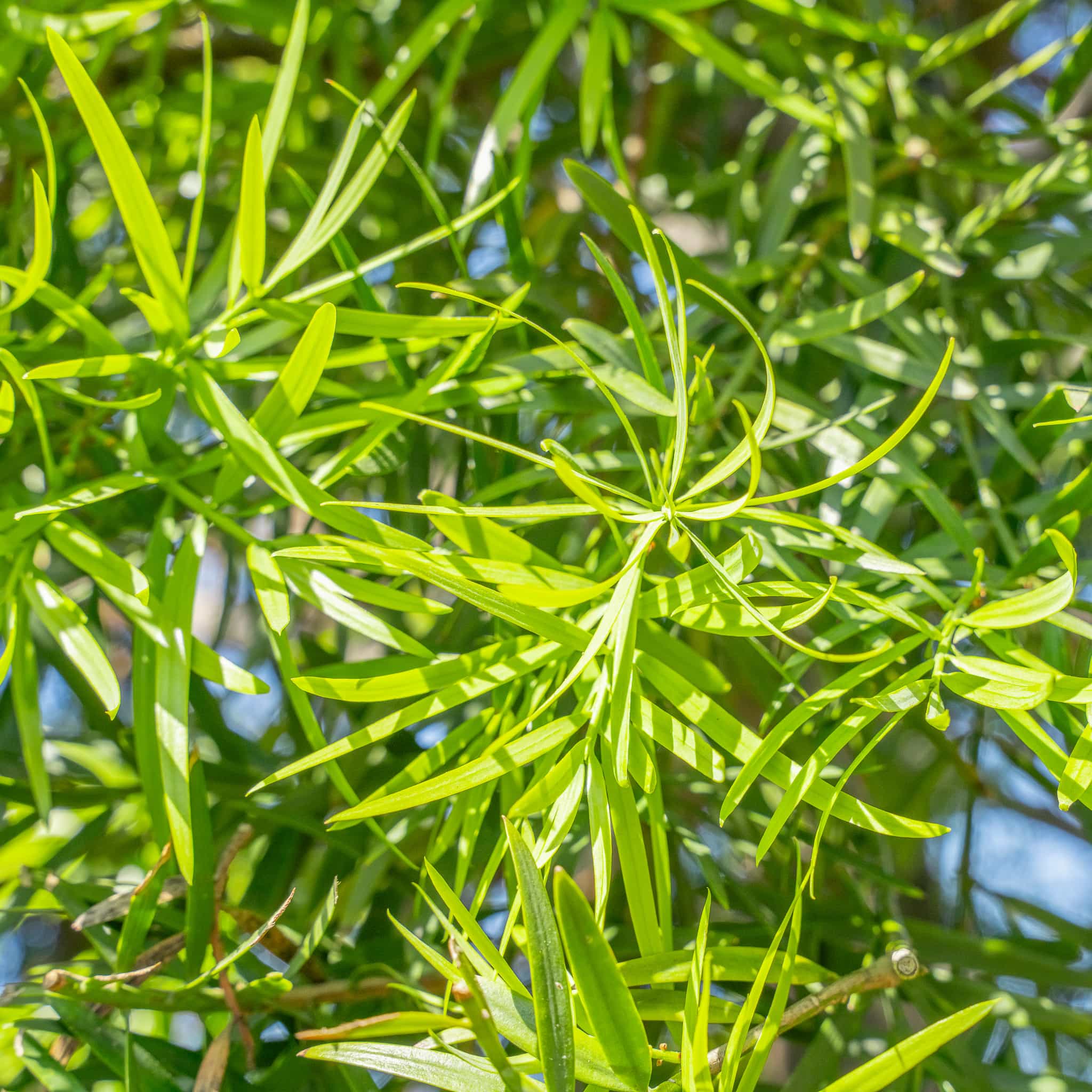 Podocarpus