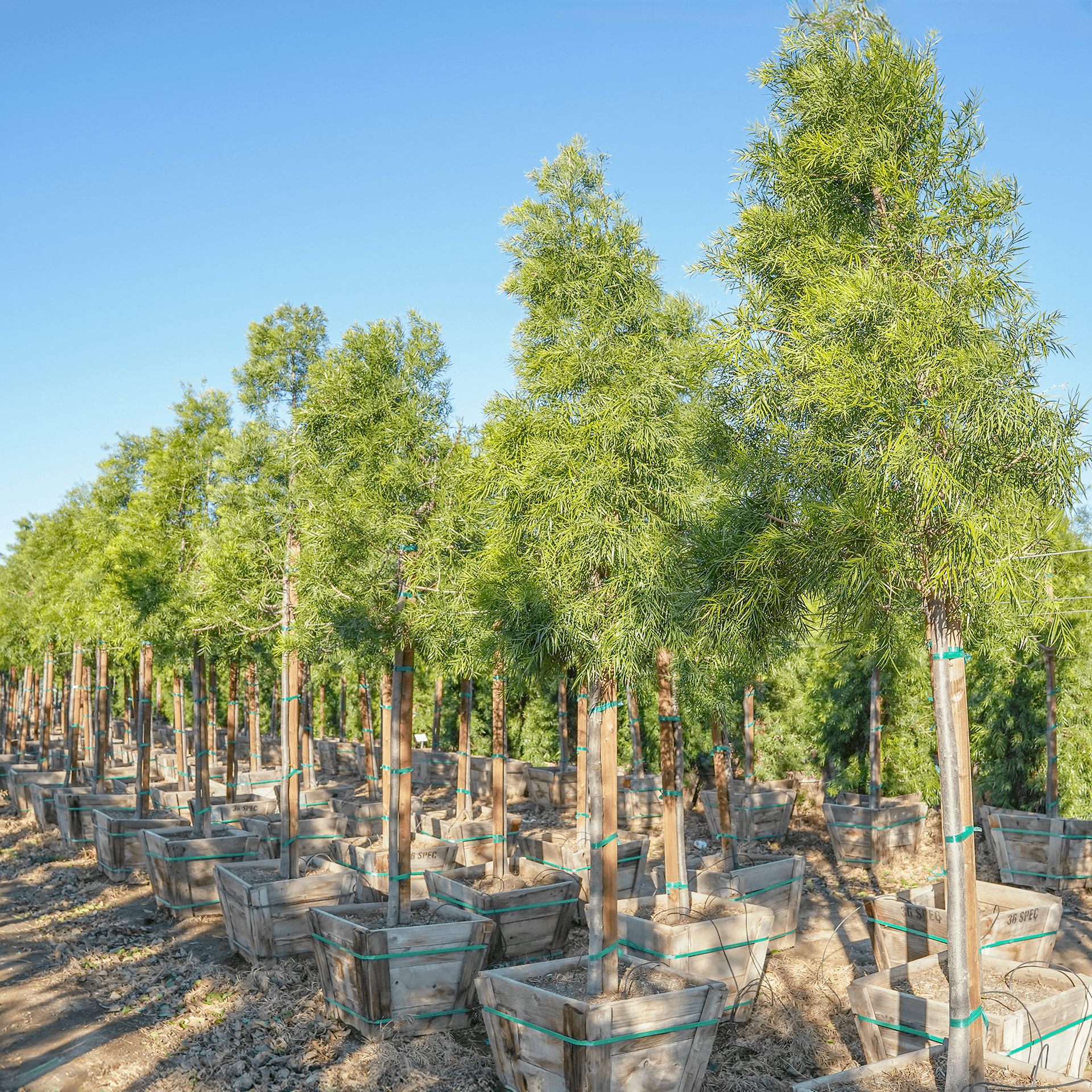 Podocarpus
