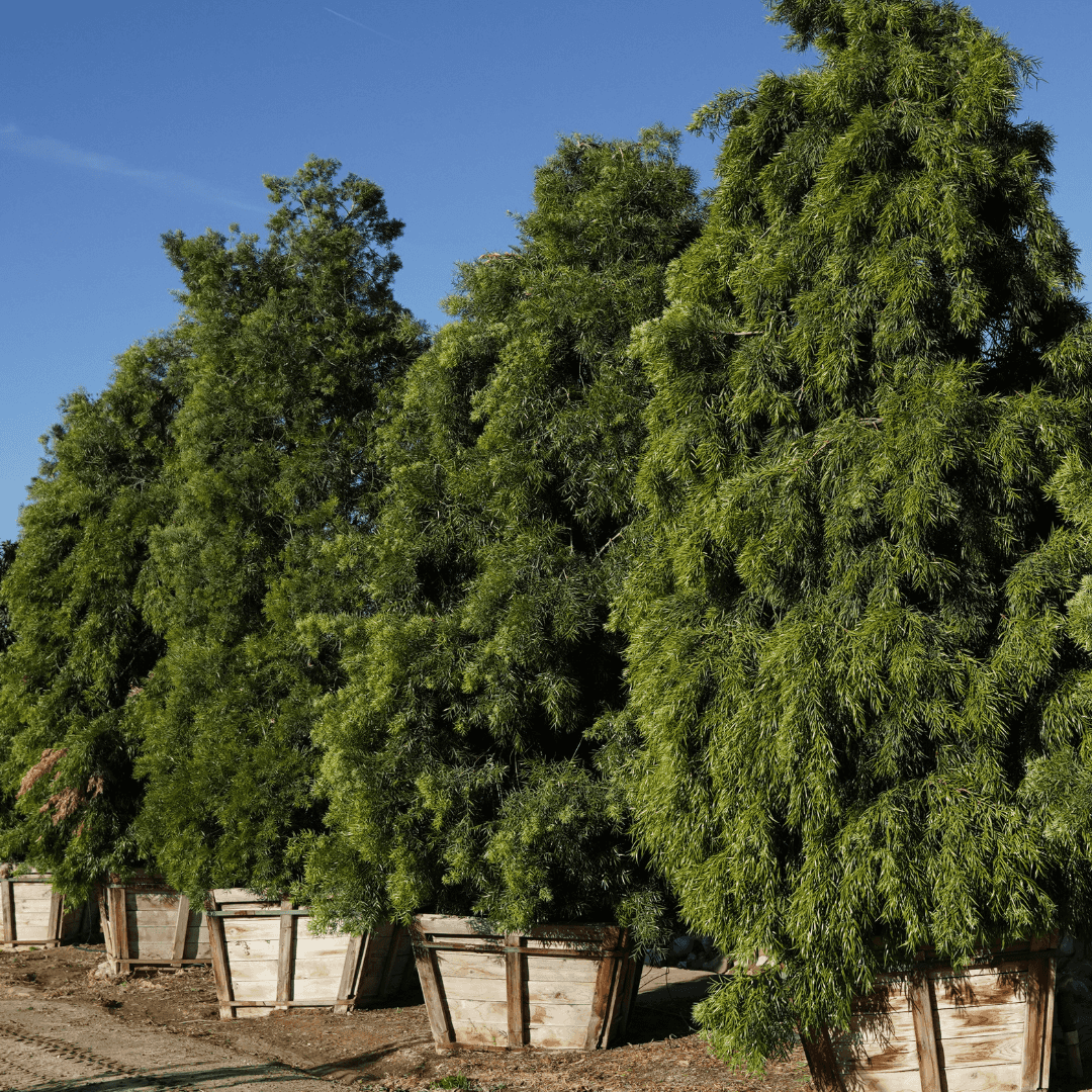 Multiple Podocarpus Plants As A Hedge In Nursery