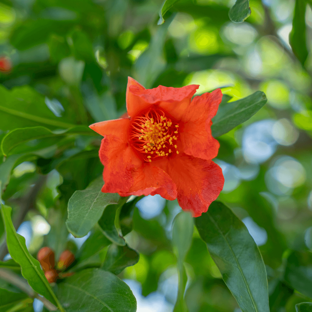 Pomegranate Flowers