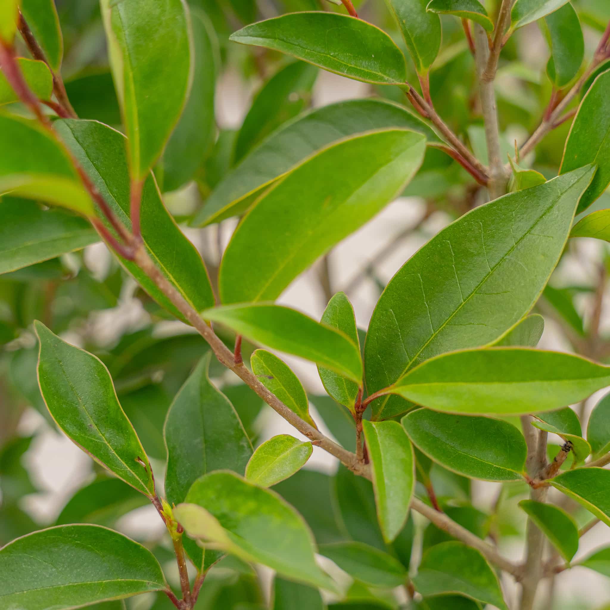 Japanese Privet