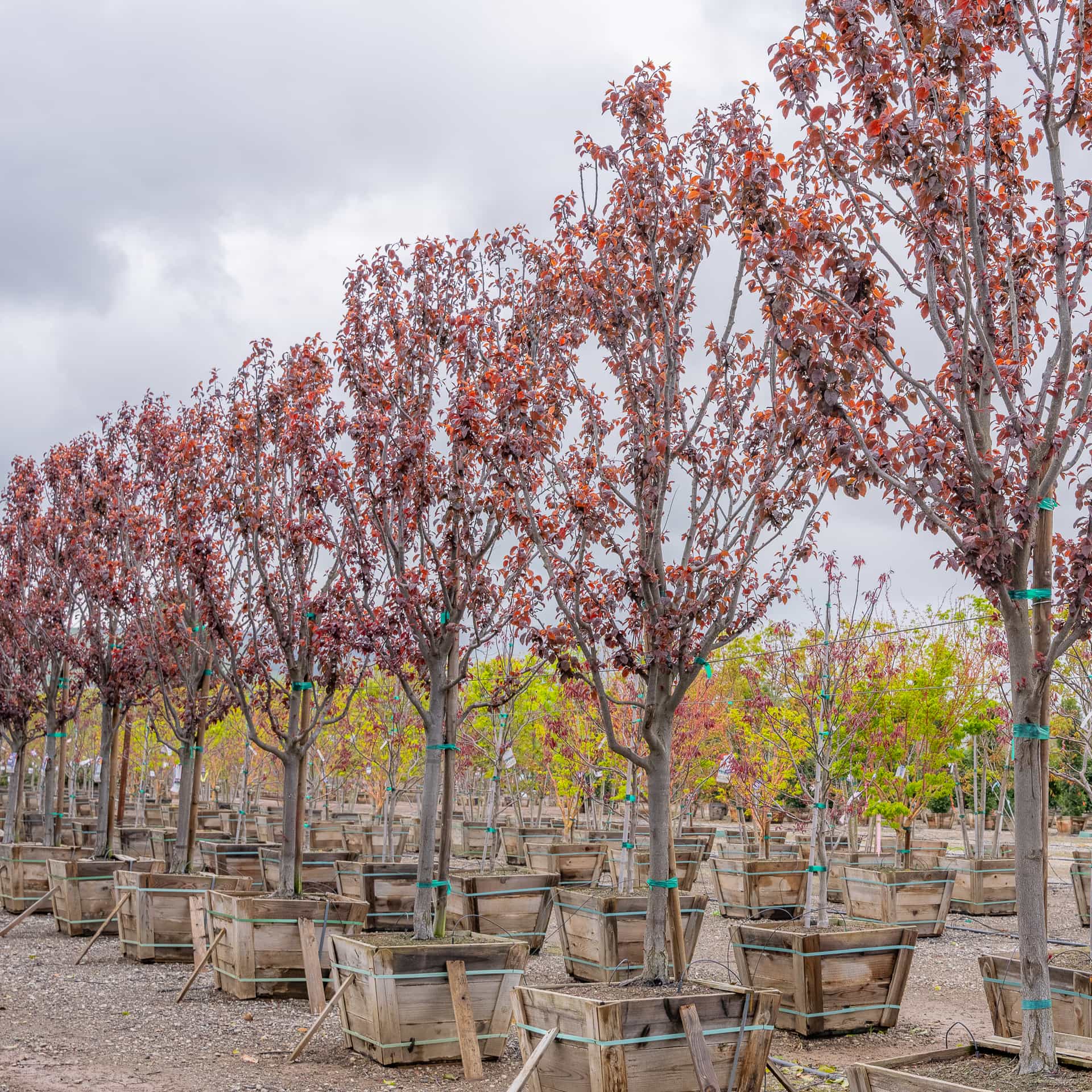 Purple Leaf Plum