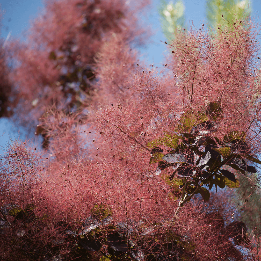 Beautiful Blooming Purple Smoke Tree with Vibrant Flowers