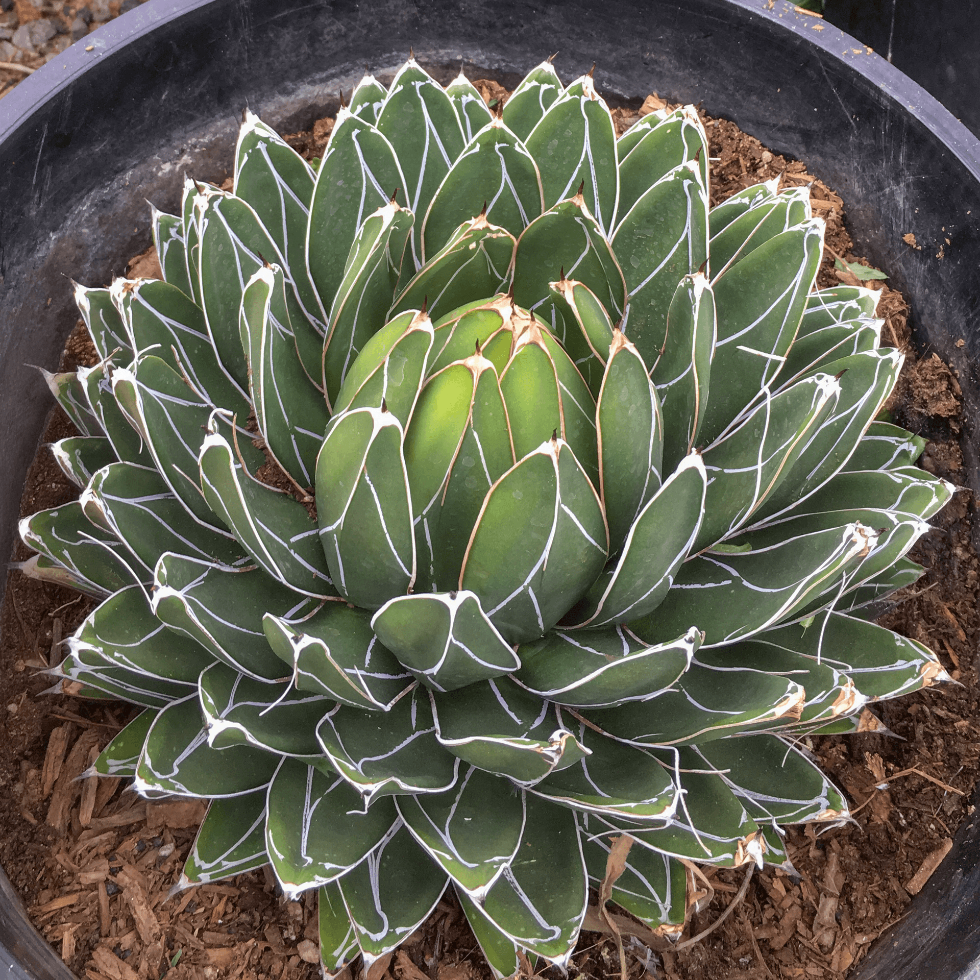 Queen Victoria Agave