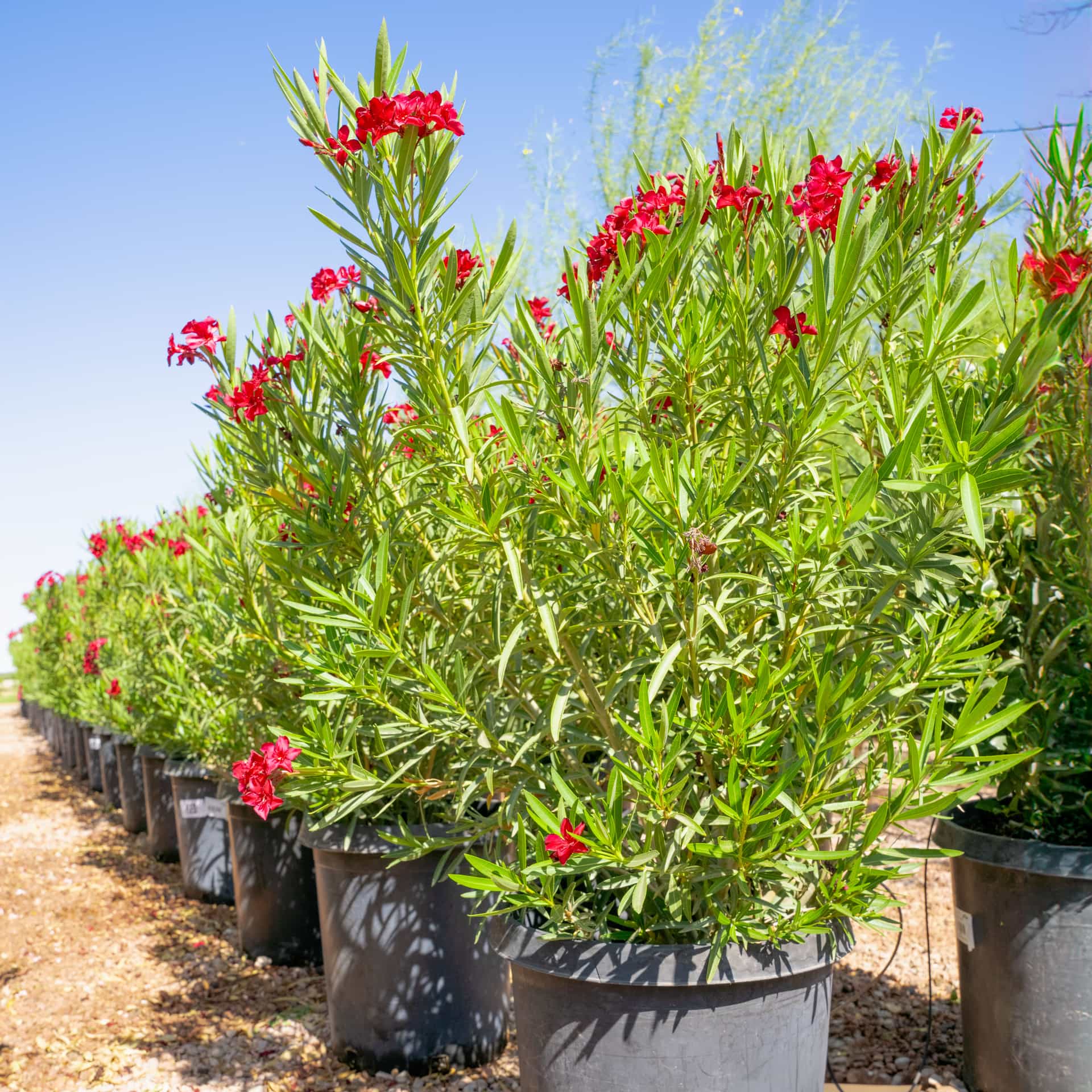Red Oleander
