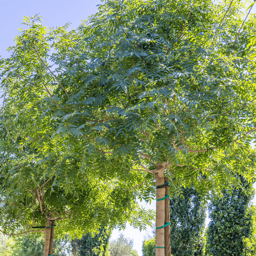 Red Push Pistache Canopy