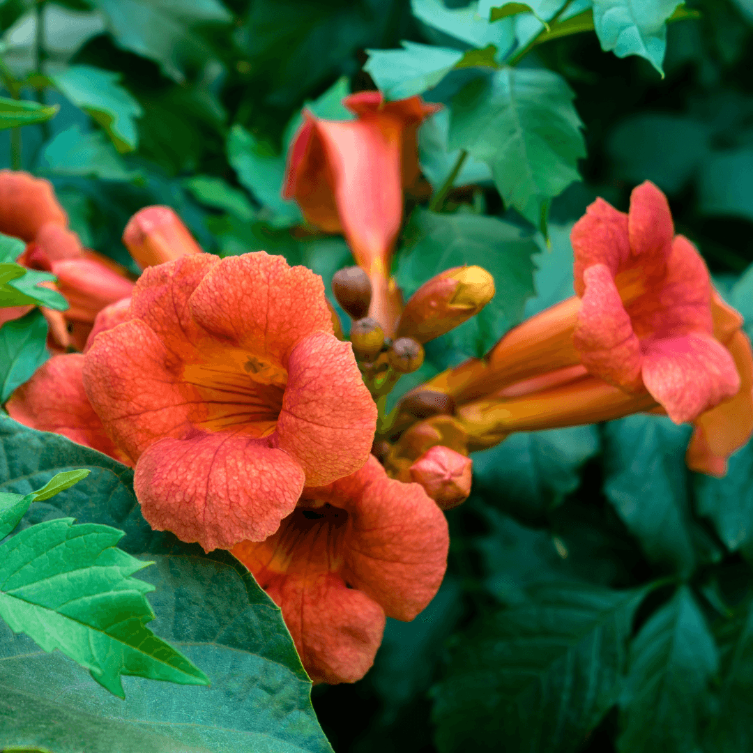 Close Up Photo of Flowering Red Trumpet Vine Plant with Vibrant Colored Flowers
