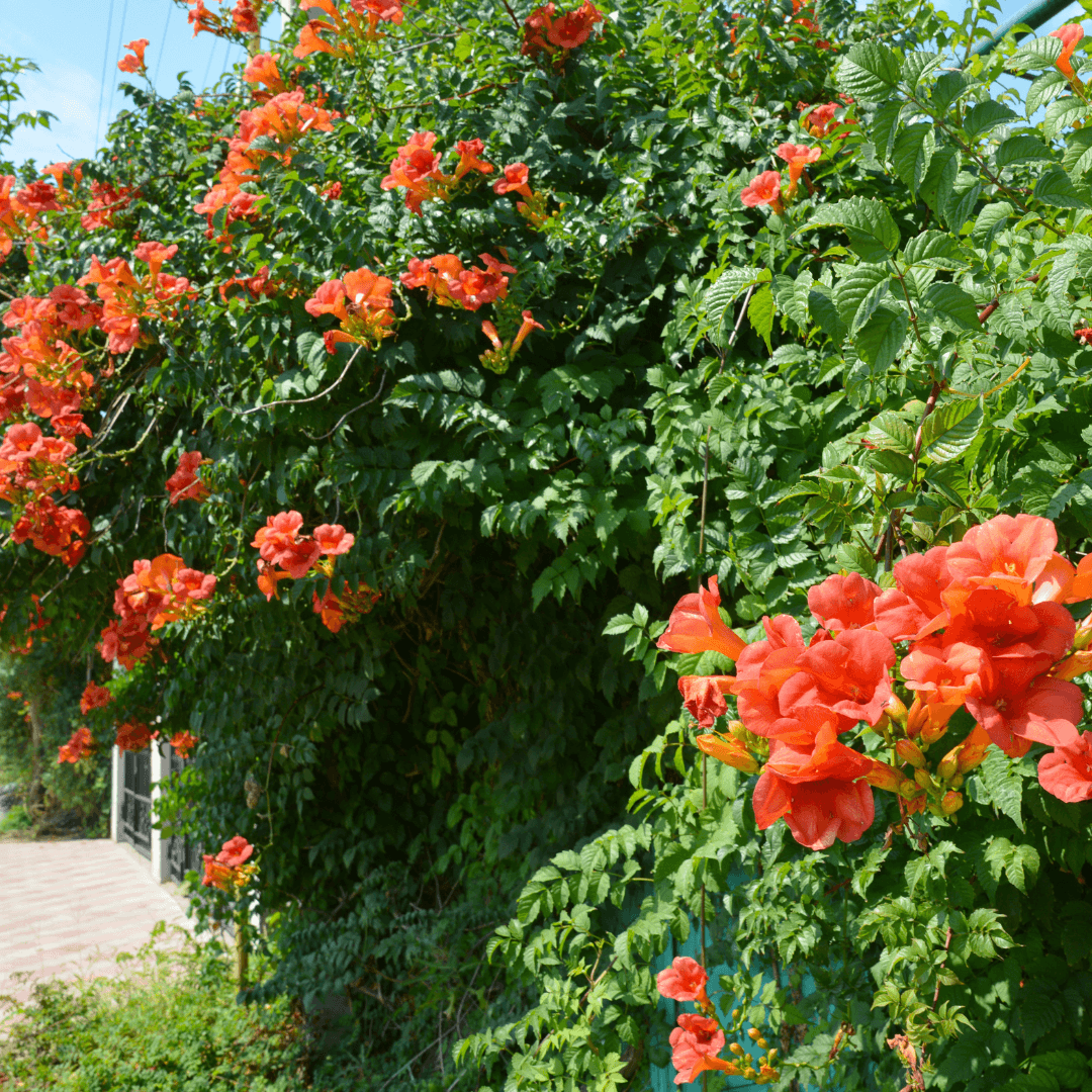 Large Mature Red Trumpet Vine Growing On Wall With Vibrant Colored Flowers