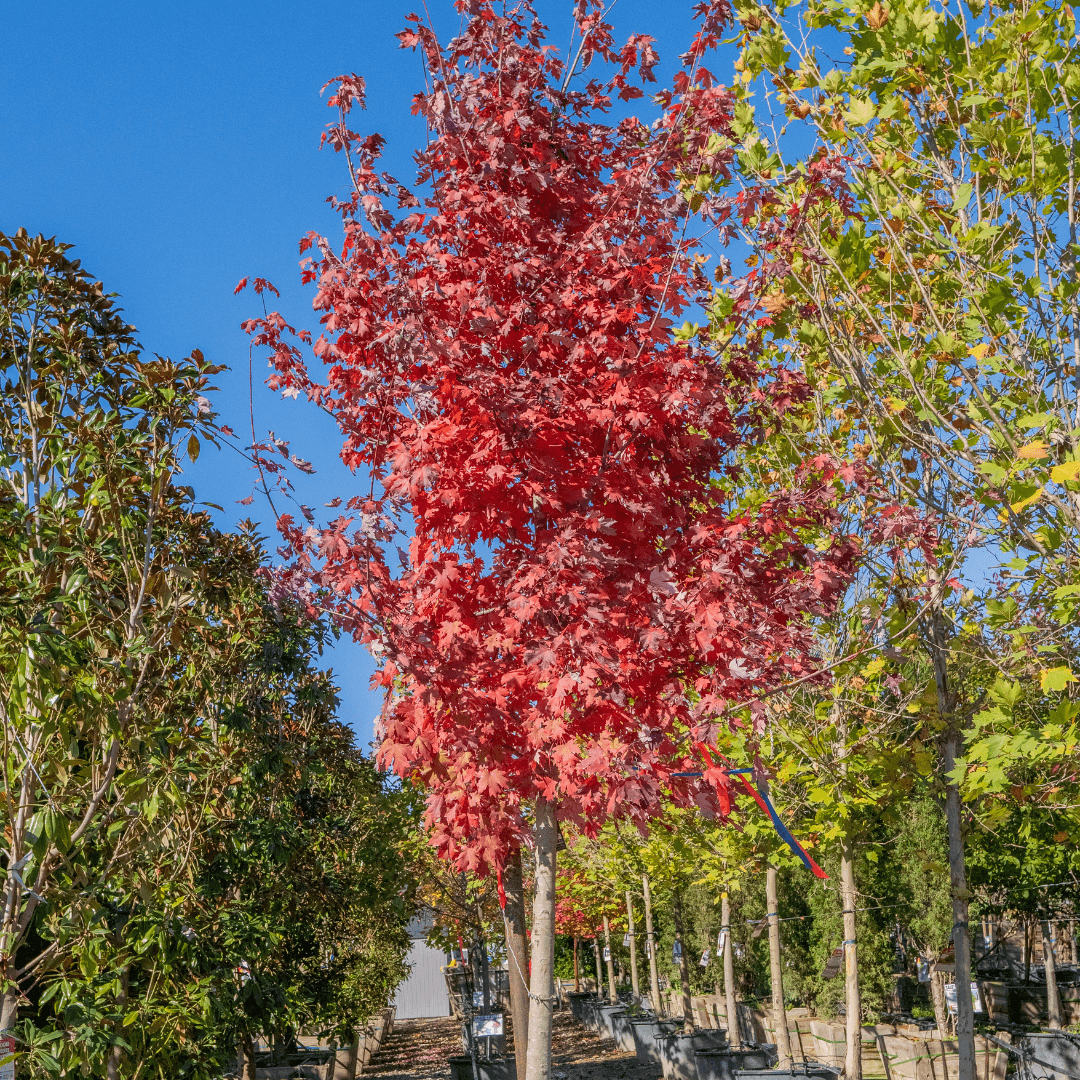 Mature Redpointe Maple Tree in Nursery Aisle with Beautiful Red Fall Foliage