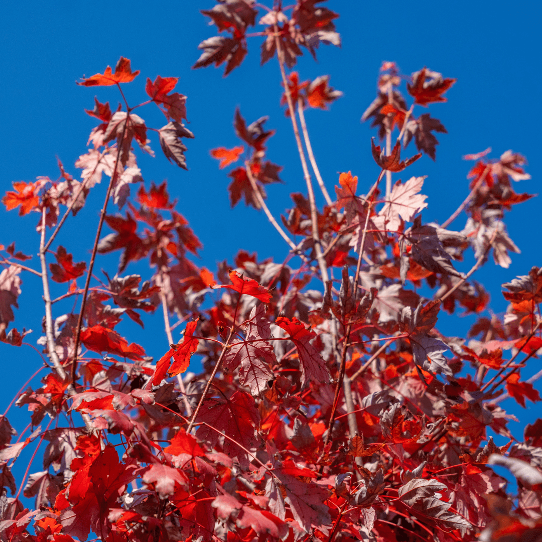 Mature Redpointe Maple Tree in Nursery Aisle with Beautiful Red Fall Foliage