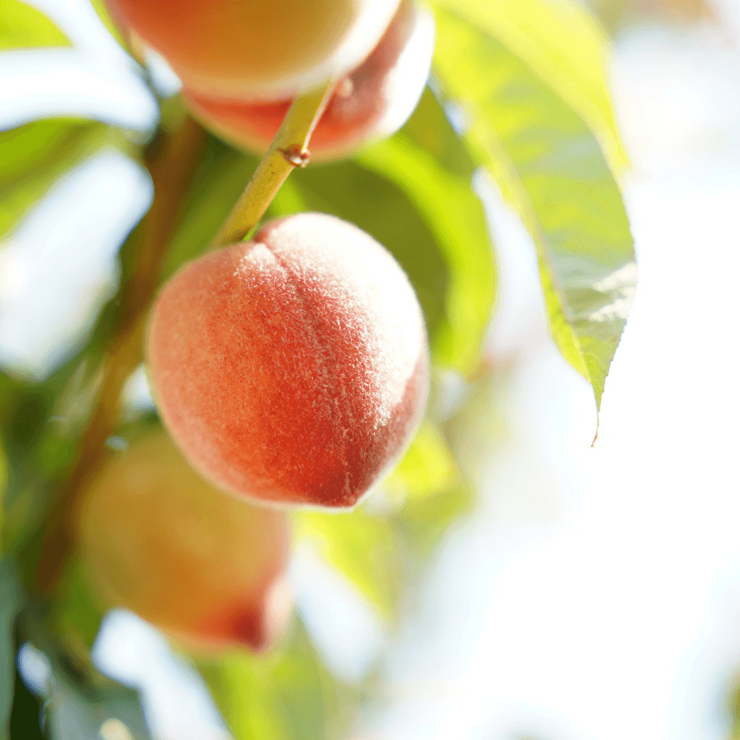 Close Up of Rio Grande Peach Fruit in Nursery