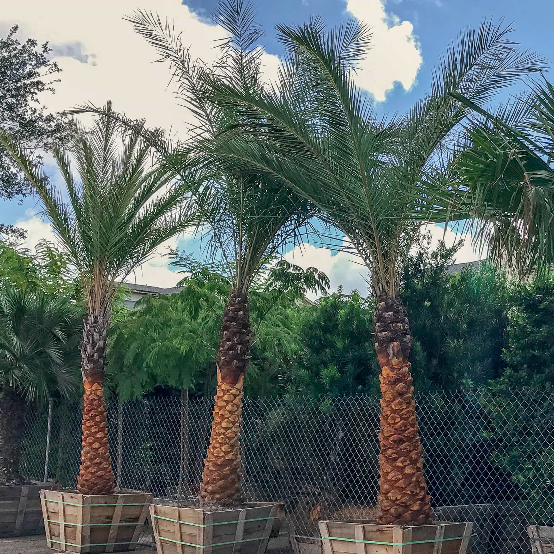 Sylvester Date Palm