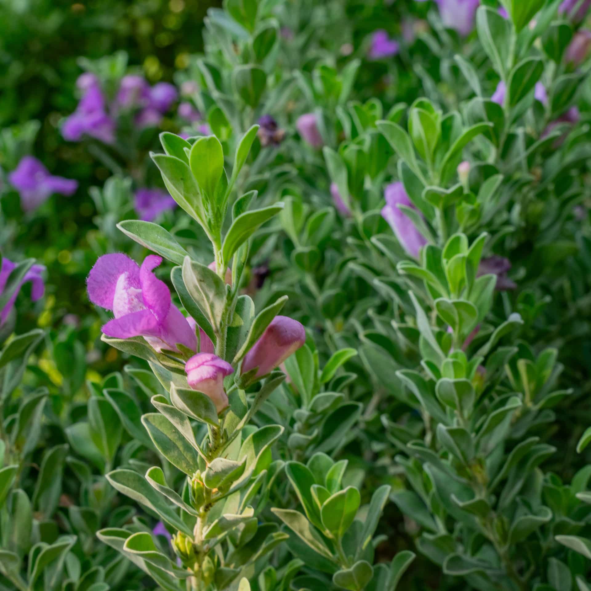 Sage Green Cloud
