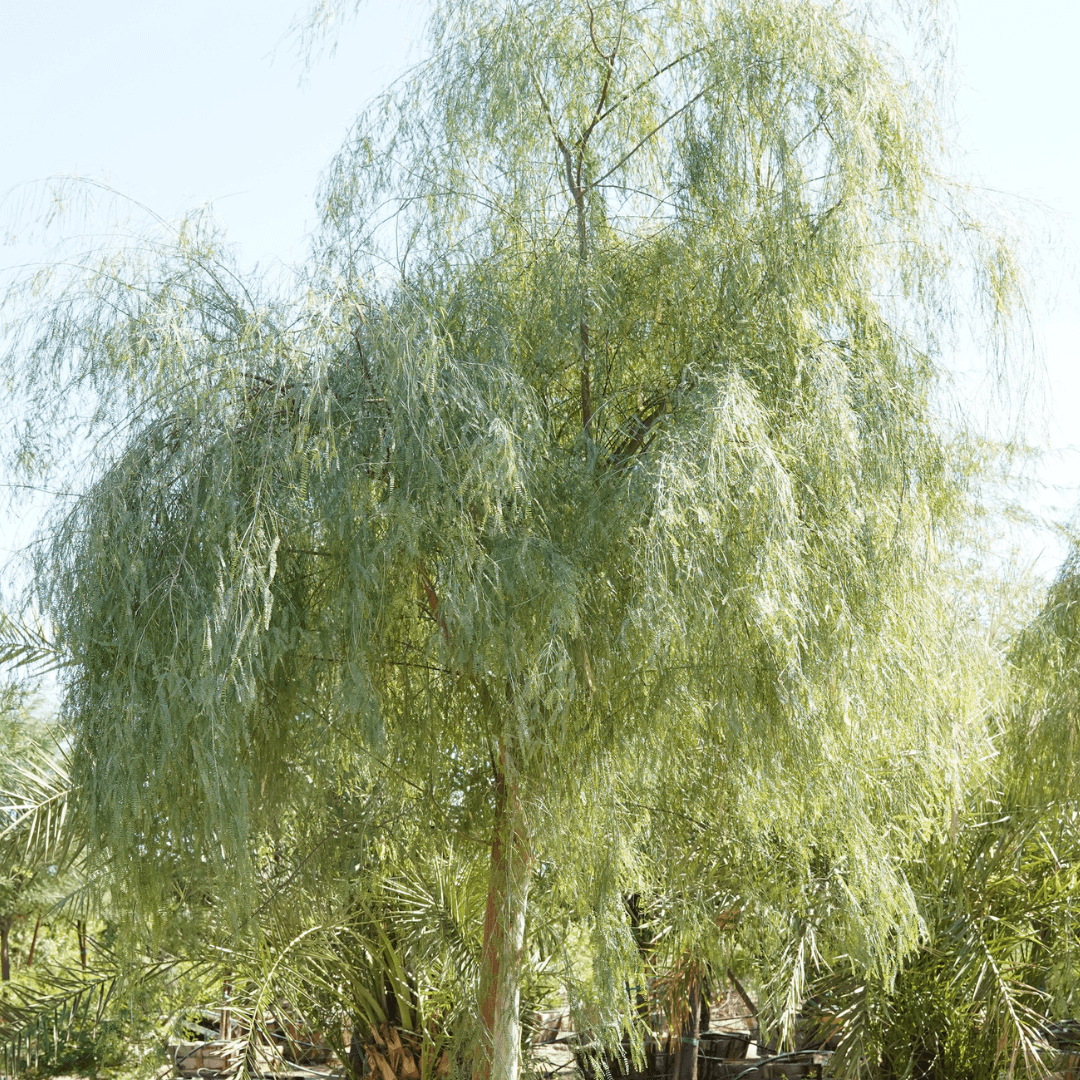 Mature Dense Shoestring Acacia Tree in Nursery 