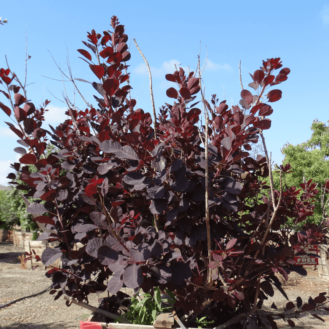 Purple Smoke Tree with Vibrant Fall Foliage in Nursery Aisle