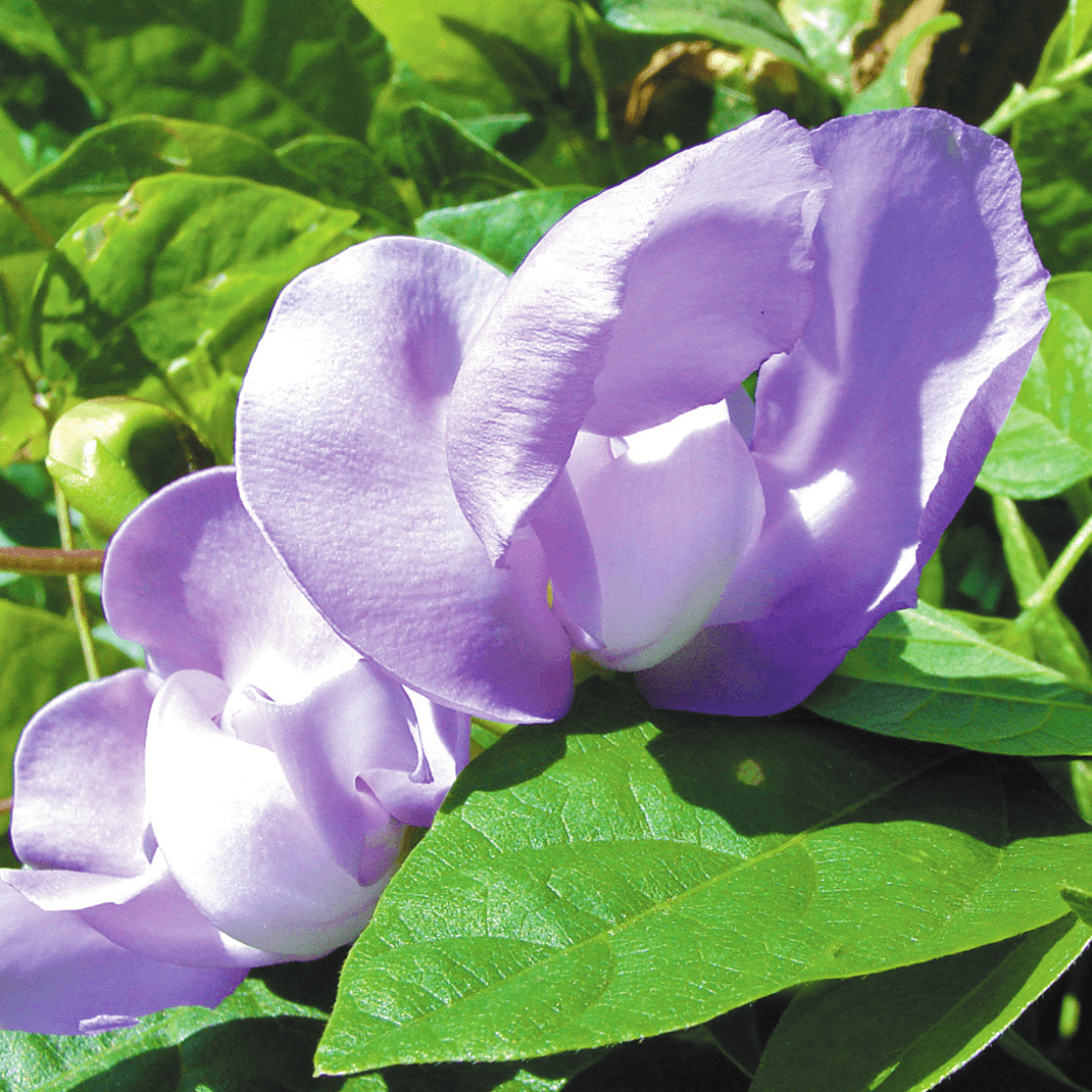 Close up Photo of Snail Vine Bloom In Vibrant Purple 