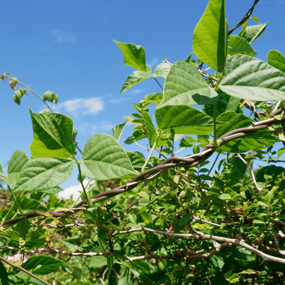 Close up Photo of Snail Vine Mature and Dense 