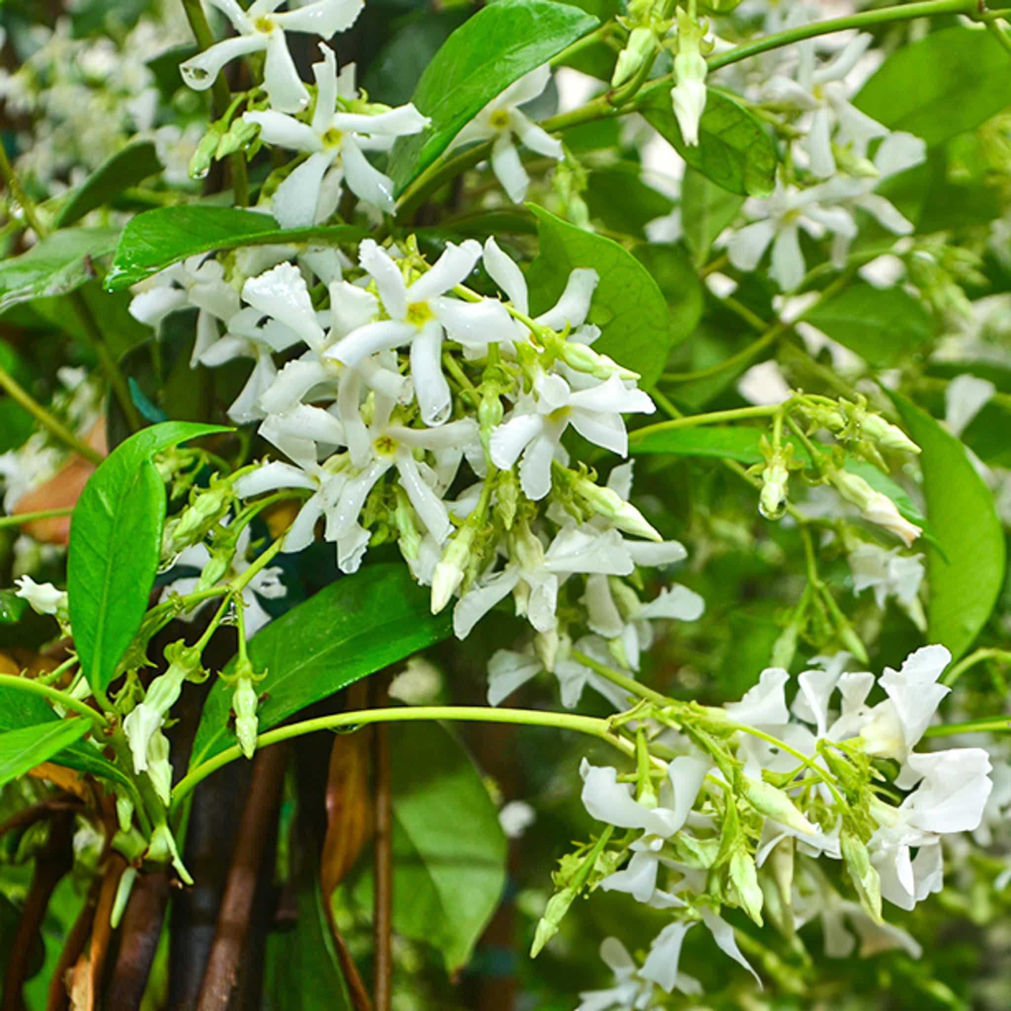 Star Jasmine flowers