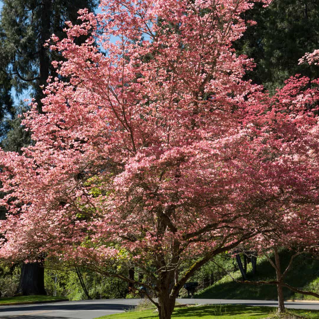 Mature Stellar Pink Dogwood Tree with Beautiful Pink Flowers