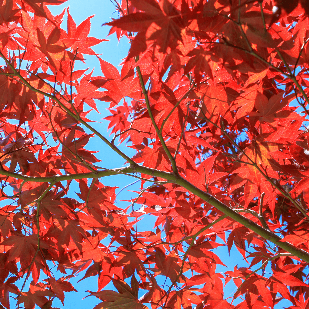 Mature Sun Valley Maple Tree with Unique Vibrant Fall Foliage Color