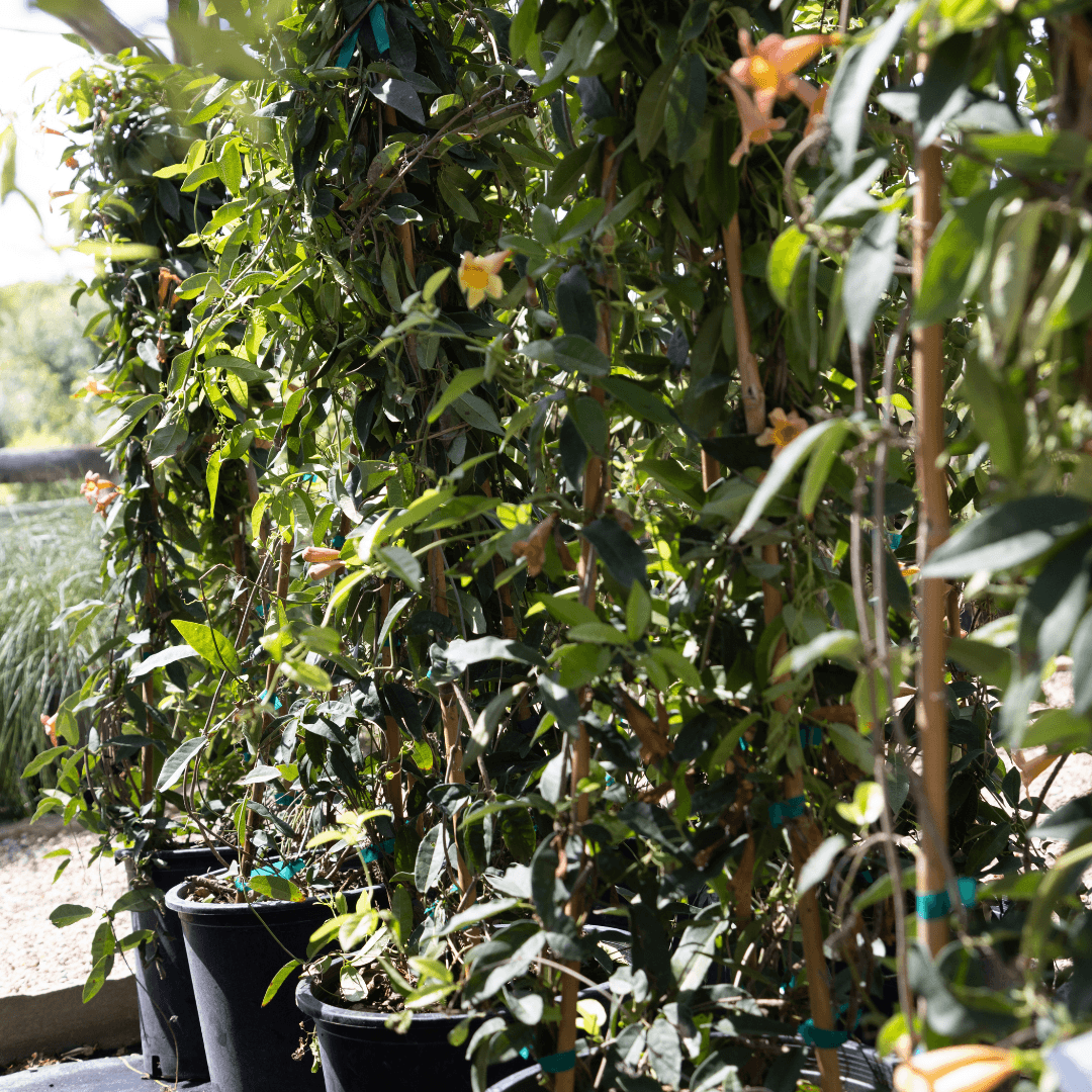 Close Up Photo of Vibrant Blooming Tangerine Crossvine Plants in a Row