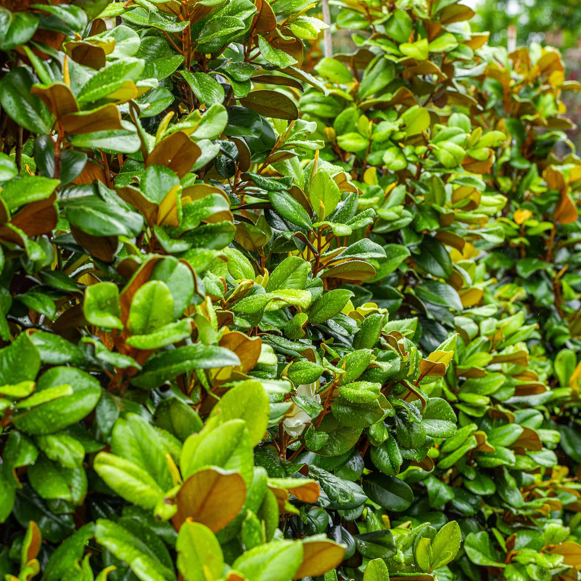 Magnolia leaves closeup