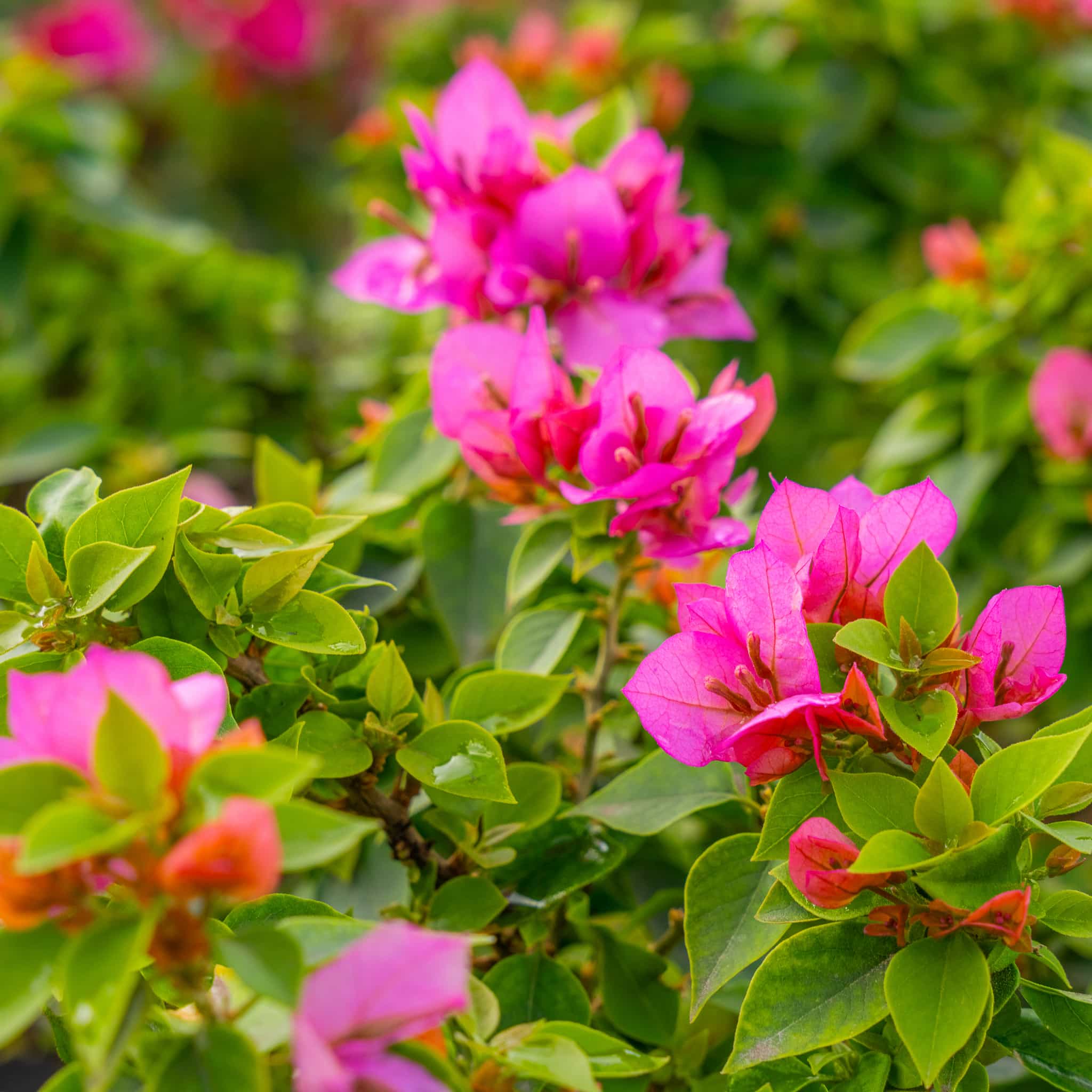 Torch Glow Bougainvilla